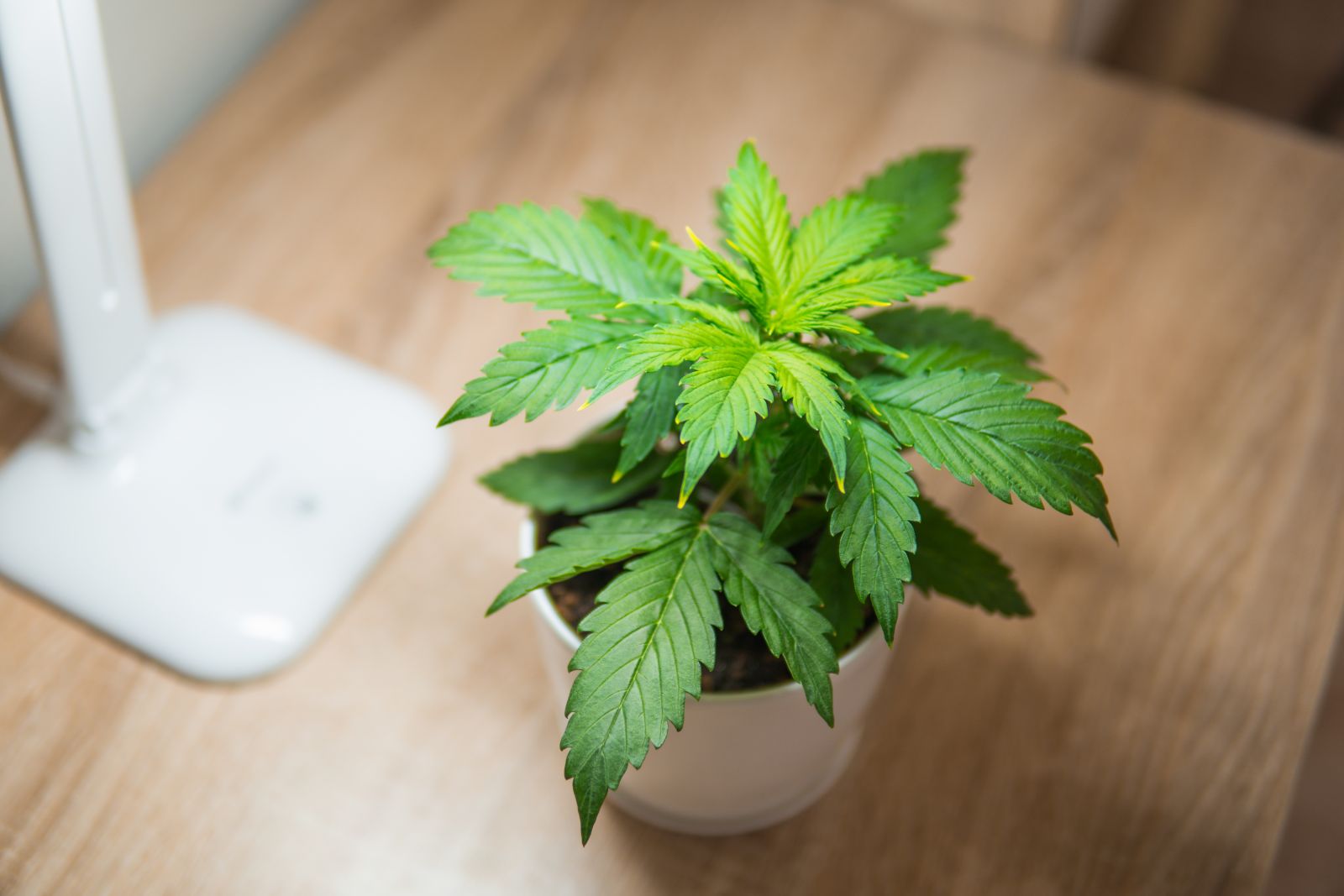Cultivating Cannabis Affect on Home Value